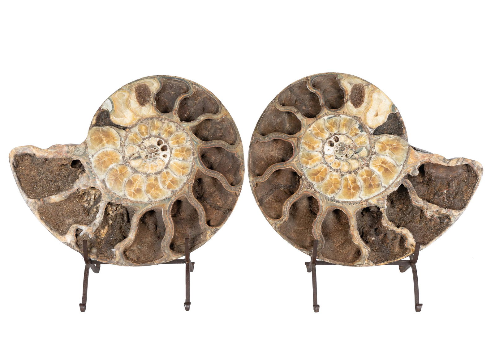 TWO FOSSILIZED AMMONITES (1 of 13)