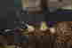 item-112297252=6