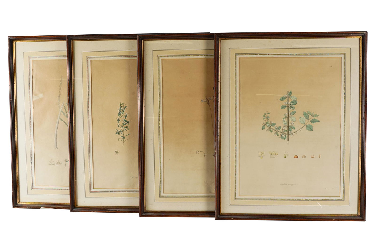 FOUR BOTANICAL STUDIES (1 of 6)