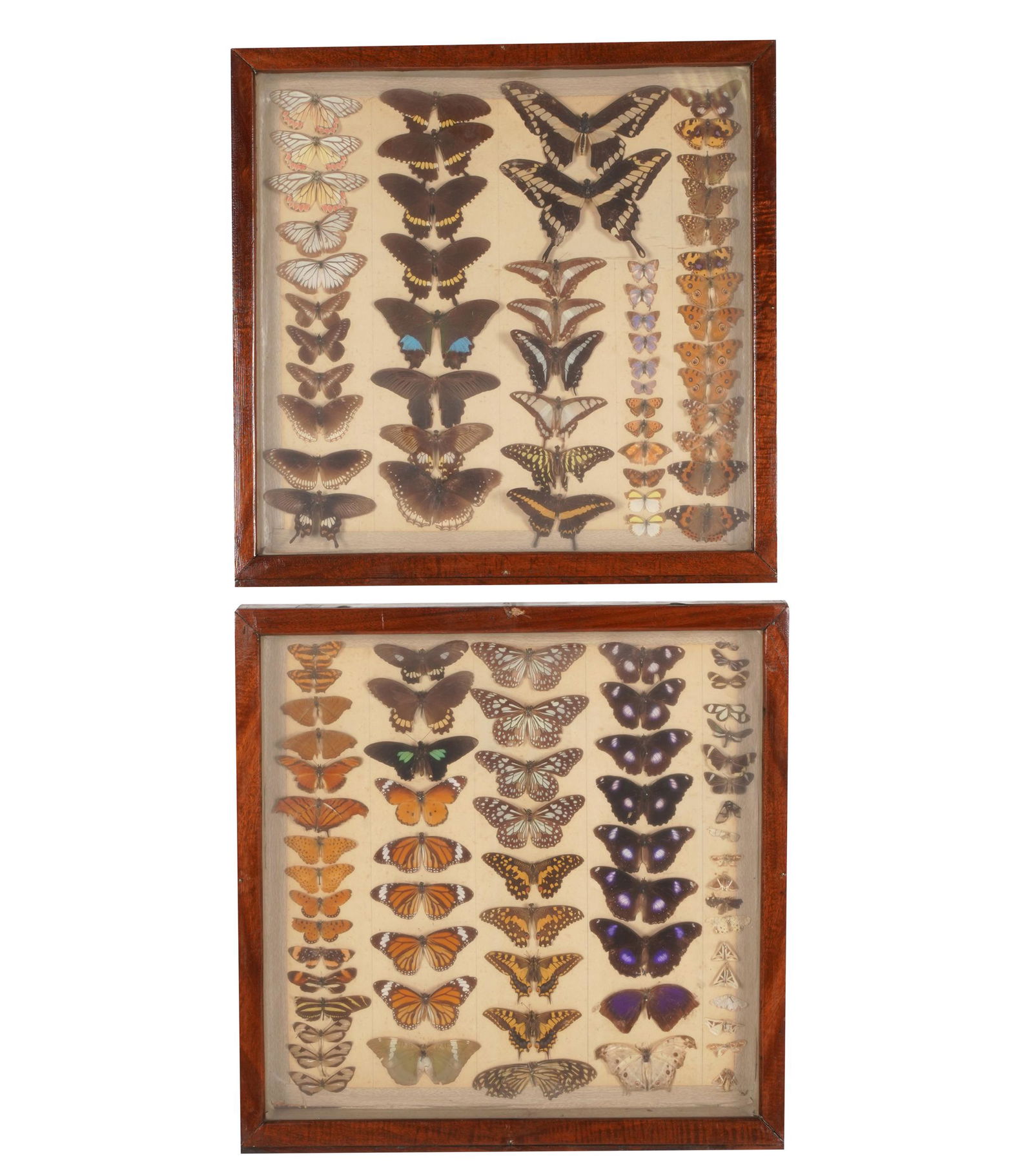 TWO FRAMED BUTTERFLY SPECIMEN DISPLAYS (1 of 6)