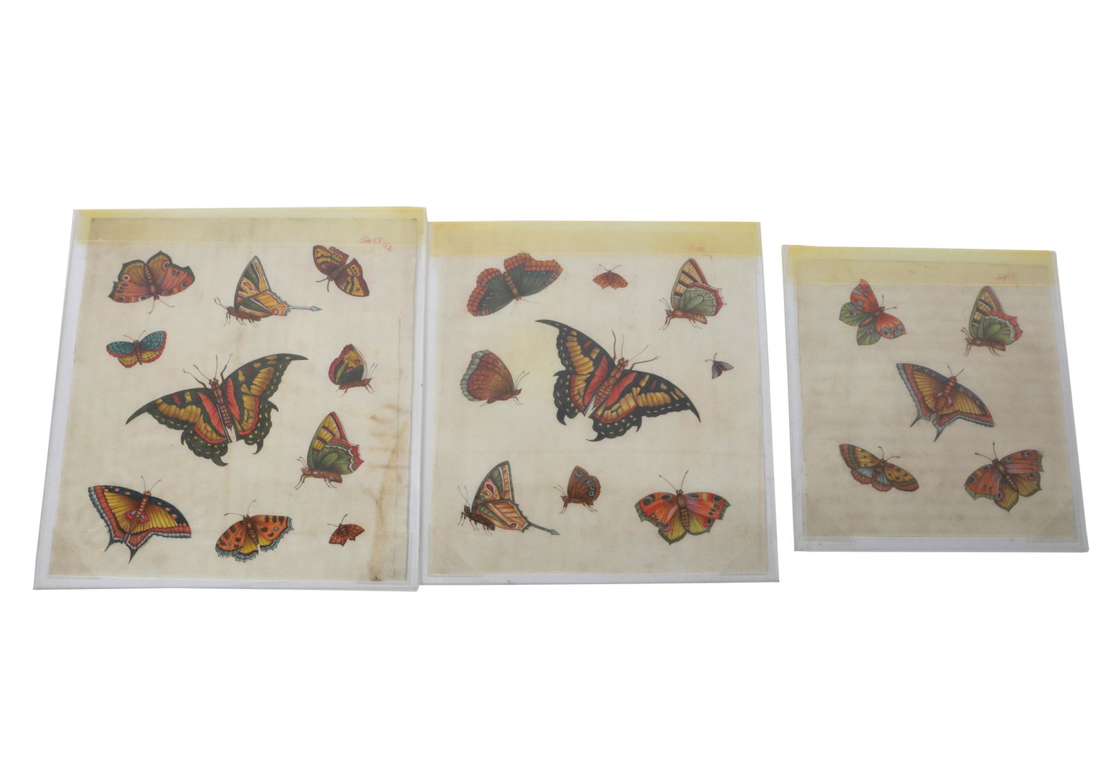 SET OF THREE BUTTERFLY STUDIES (1 of 6)