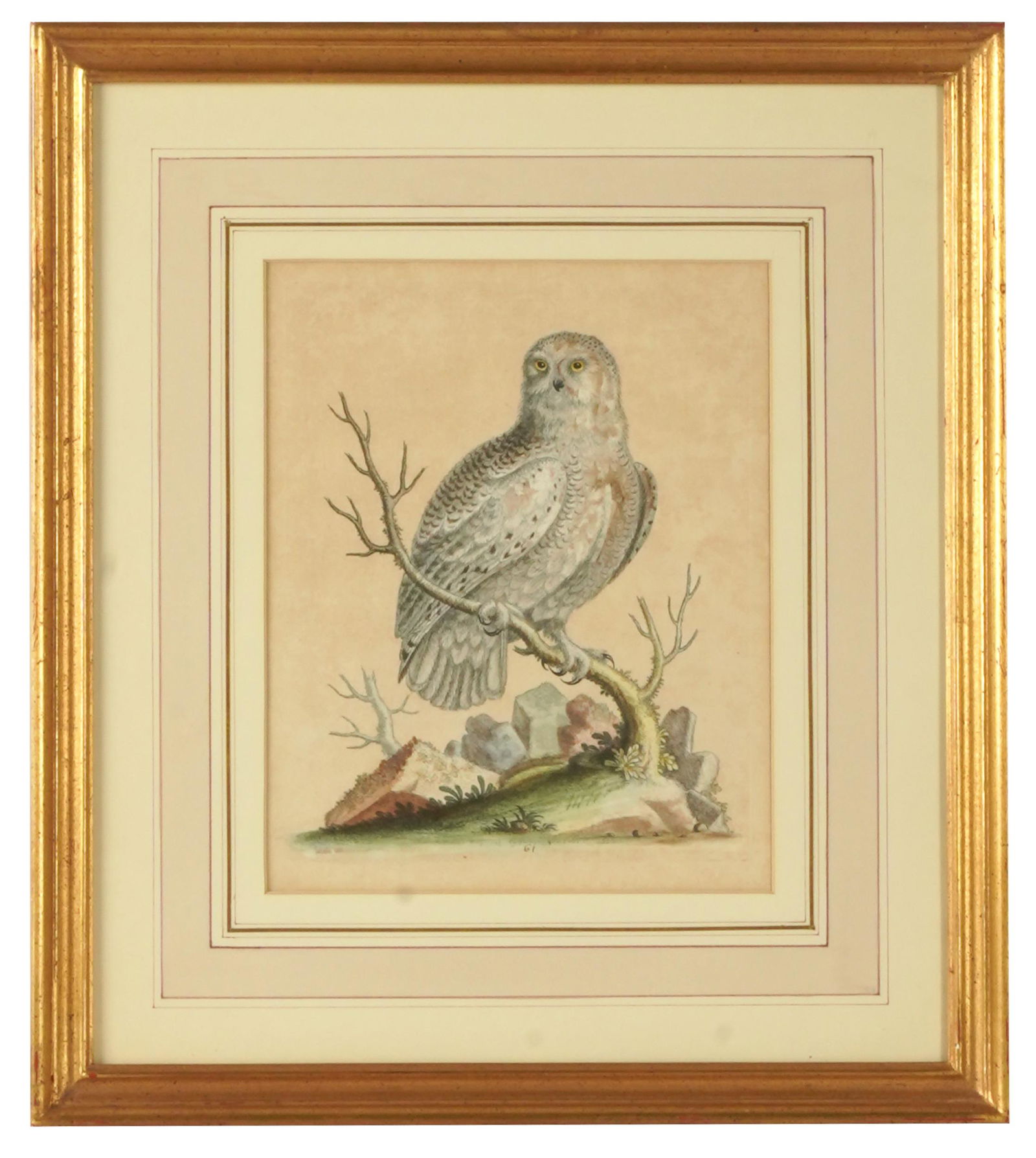 GEORGE EDWARDS (1694 - 1773): WHITE OWL (1 of 5)