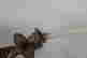 item-131829308=11