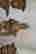 item-131829308=6