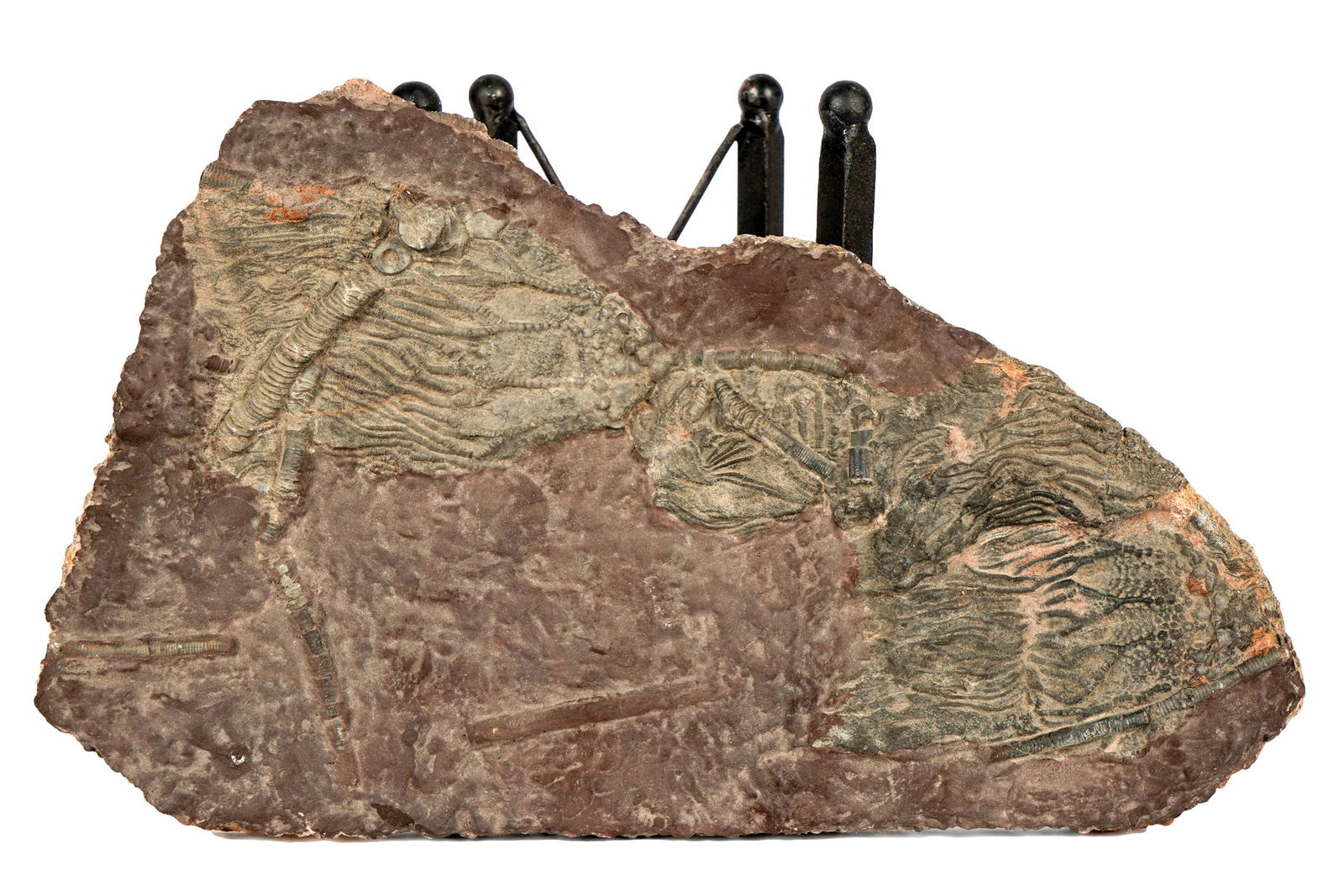 FOSSIL SPECIMEN (1 of 9)