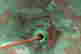 item-135670572=16