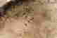 item-135671004=16