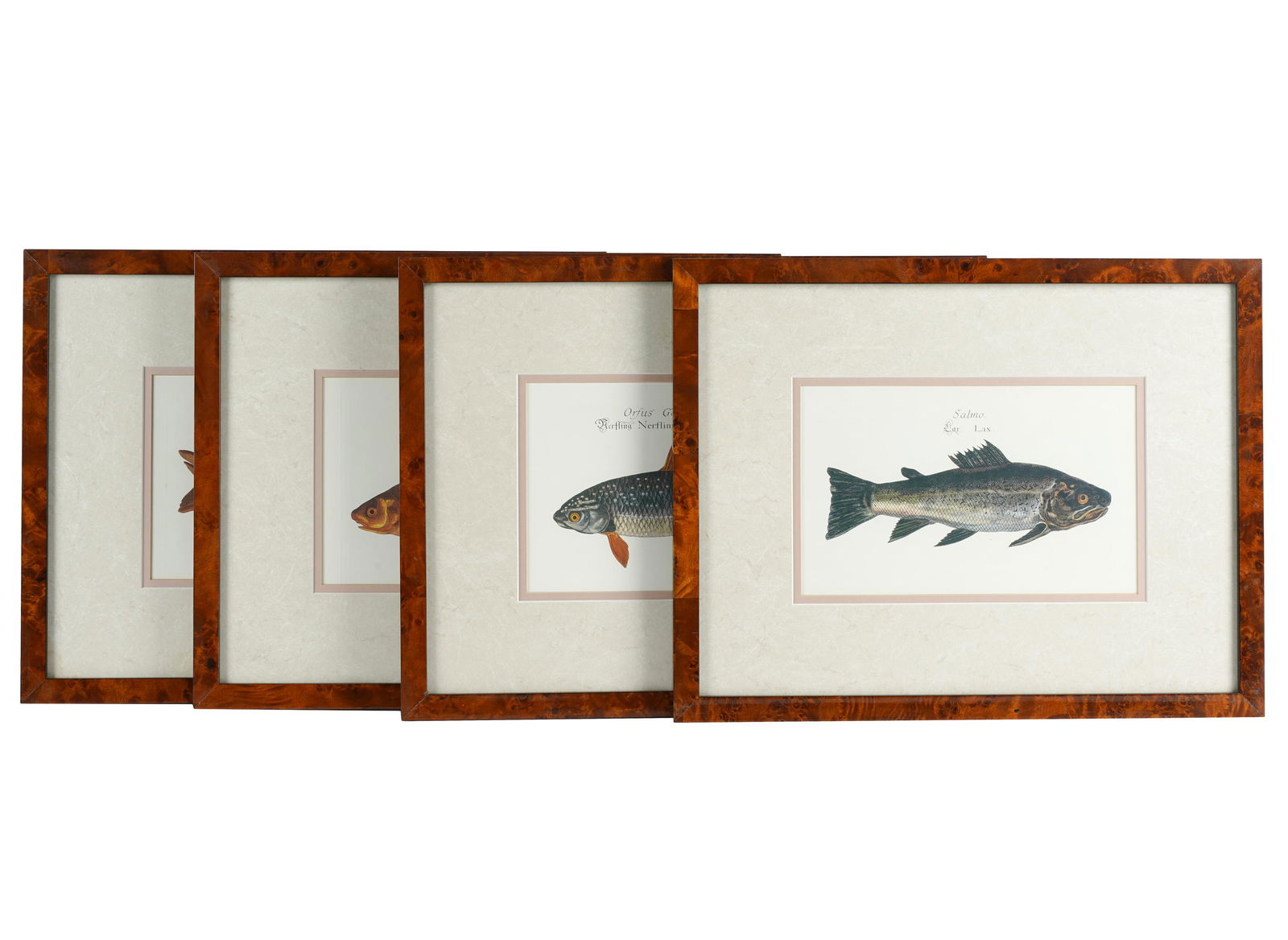 SET OF FOUR COLORED ENGRAVINGS OF FISH (1 of 6)