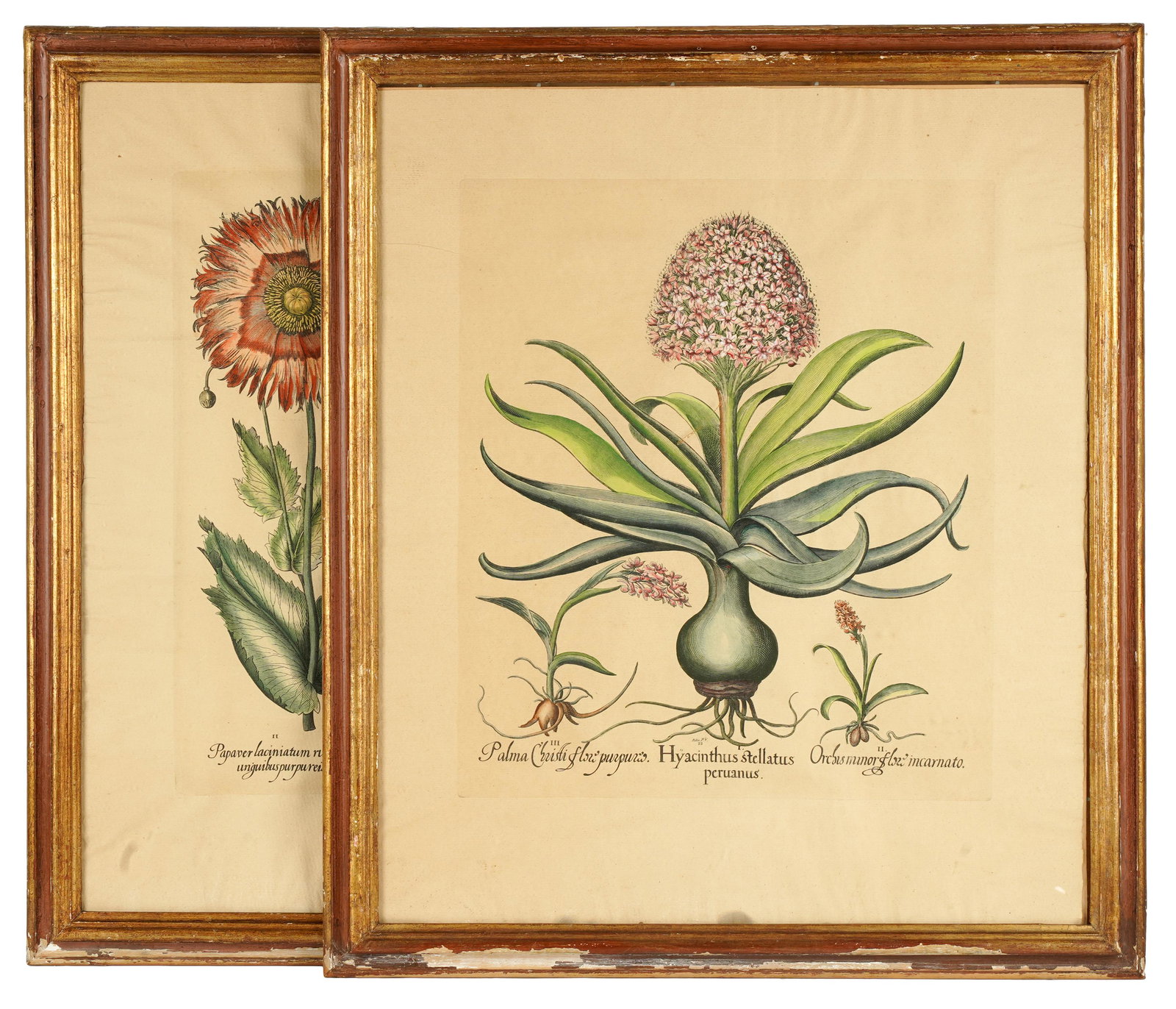 PAIR OF FRAMED BOTANICAL PRINTS (1 of 7)
