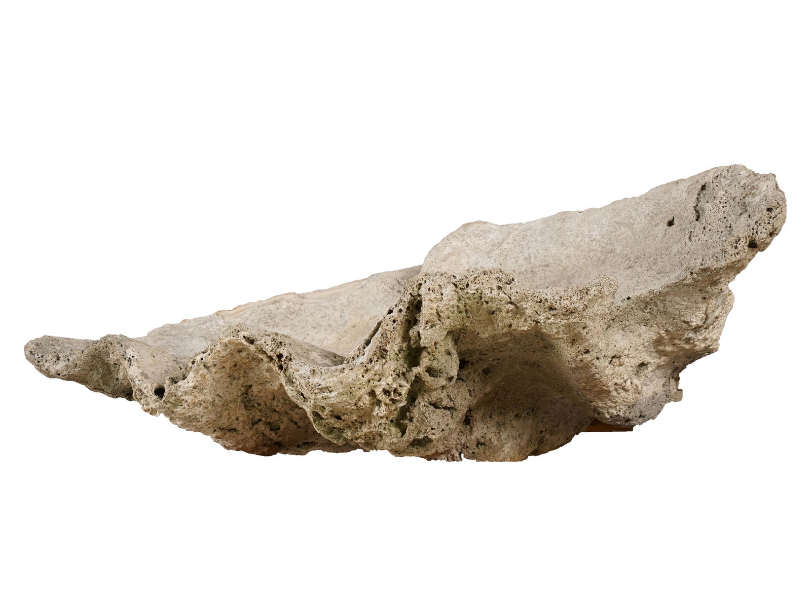 Large Fossilized Clam Shell (1 of 9)