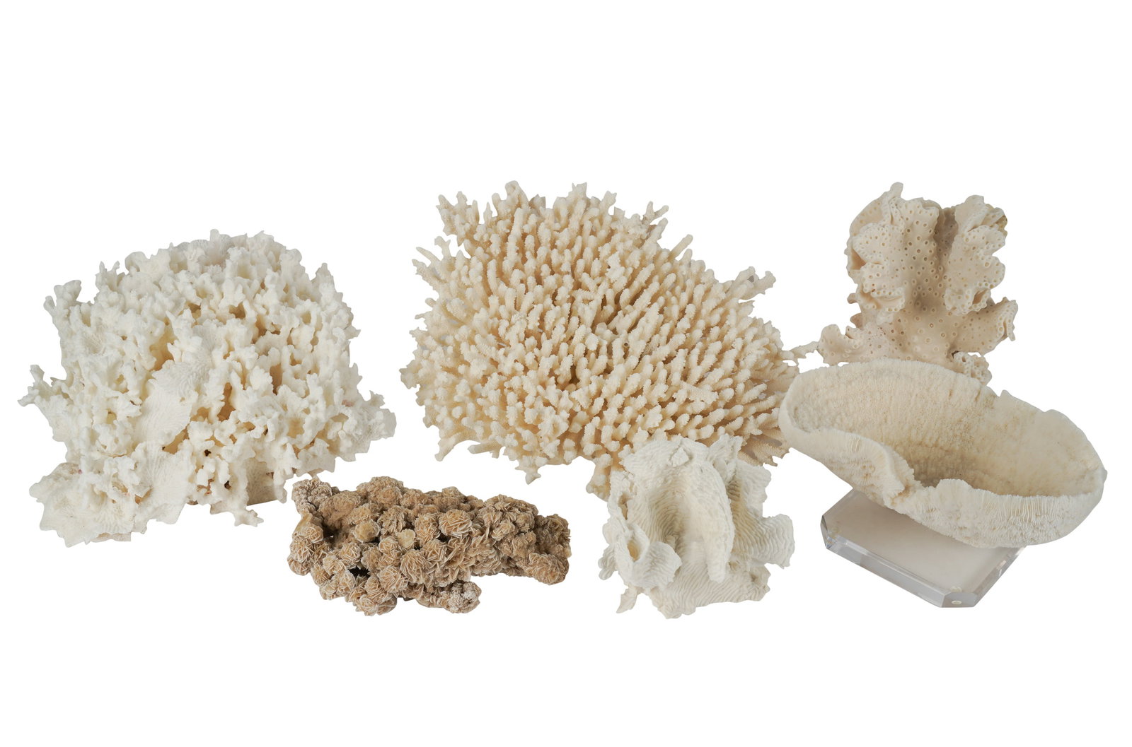 Collection of Assorted Coral (1 of 12)