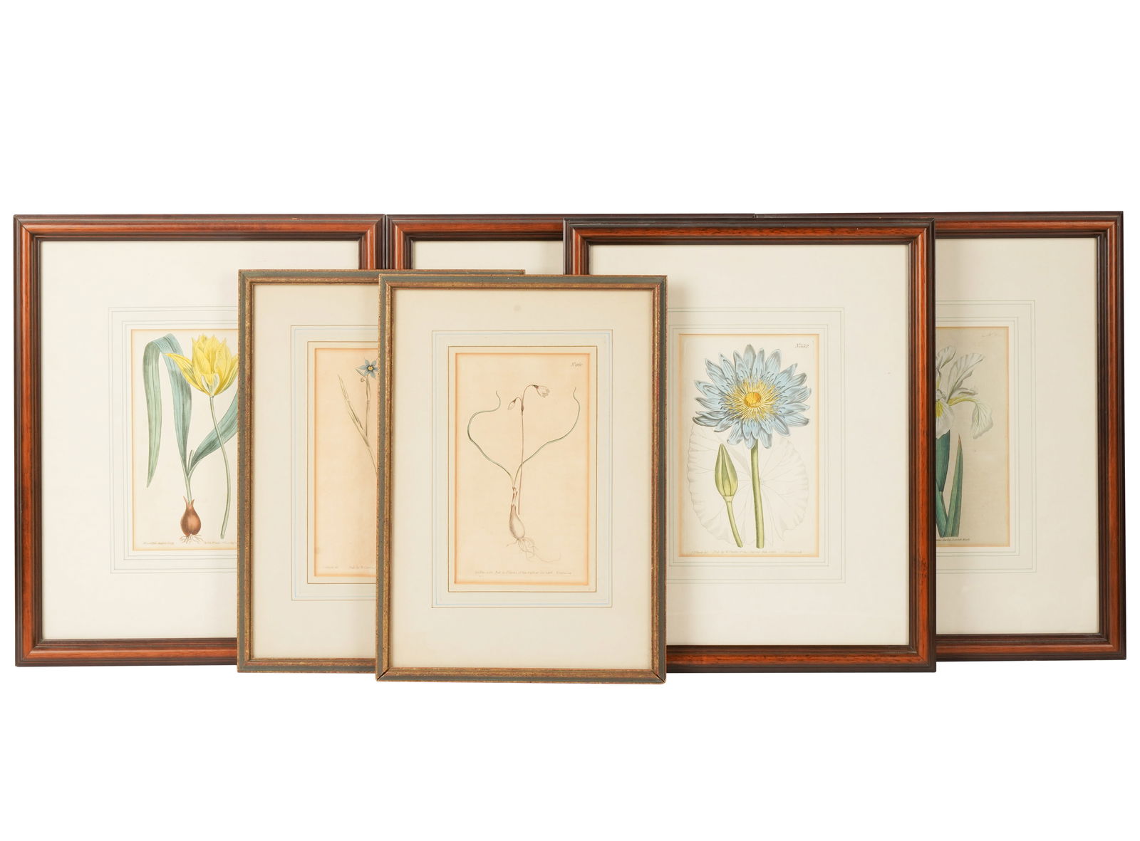 Group of Six of Botanical Prints (1 of 8)