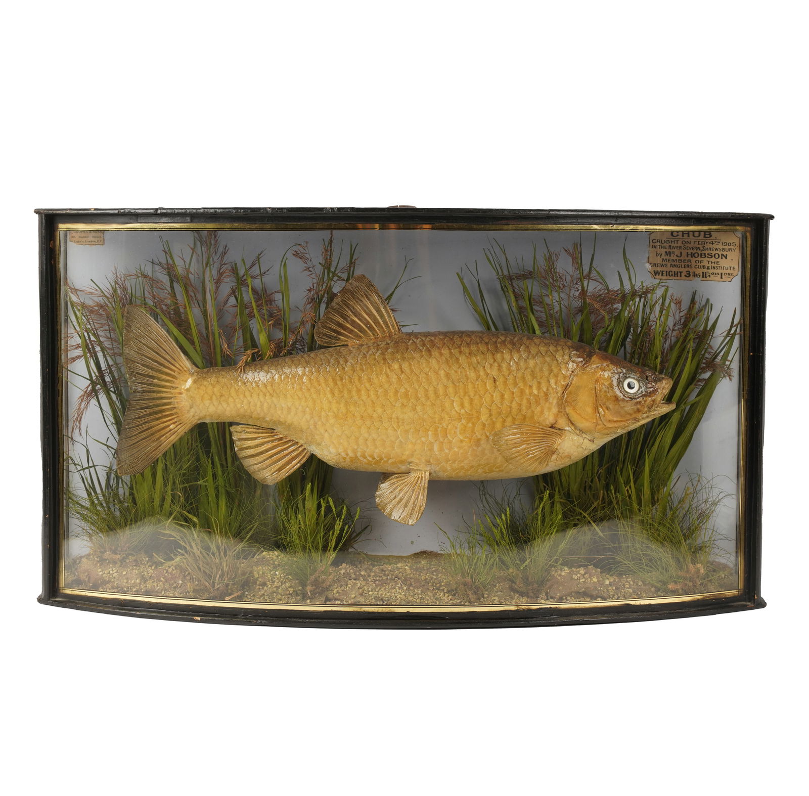 Taxidermy Chub Fish (1 of 8)