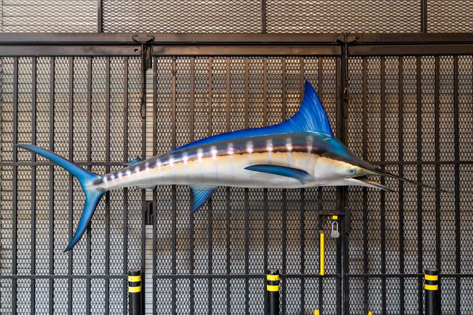 Large Marlin Fish Wall Mount (1 of 15)