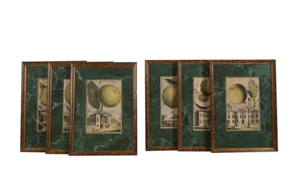 Johann Christoph Volckamer (1644-1720): Six Plates from Nurnbergische Hesperides