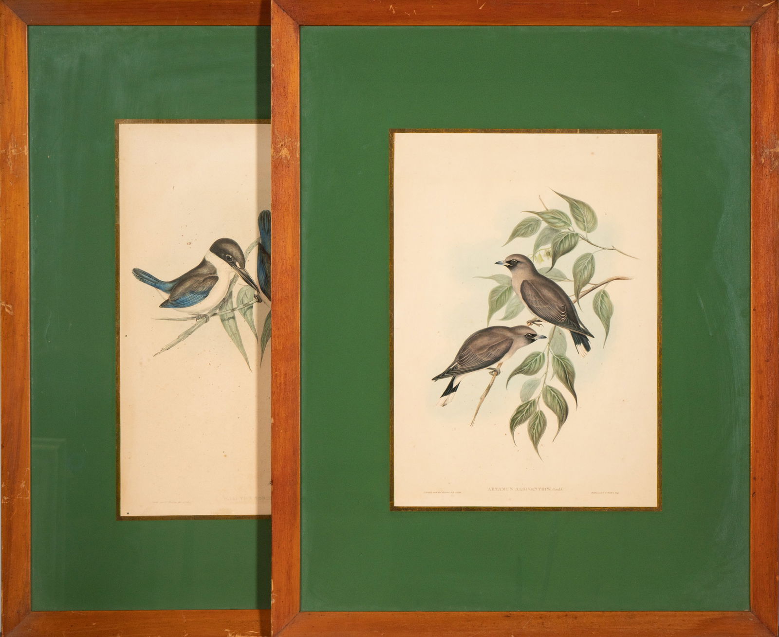 John Gould, English (1804 - 1881), Two Colored Bird Prints (1 of 15)