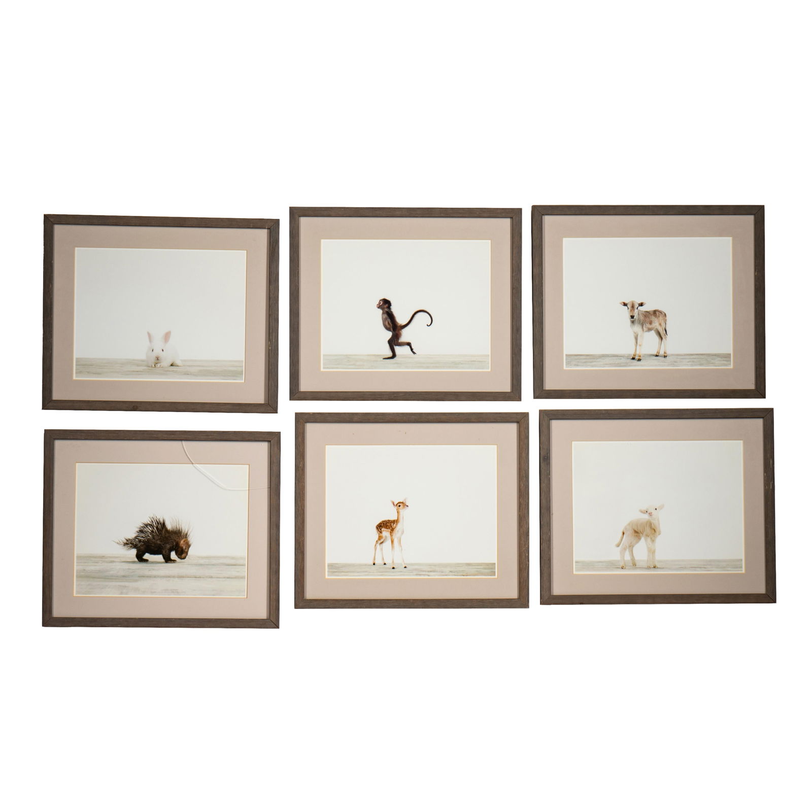 Six RH Framed Animal Prints (1 of 14)