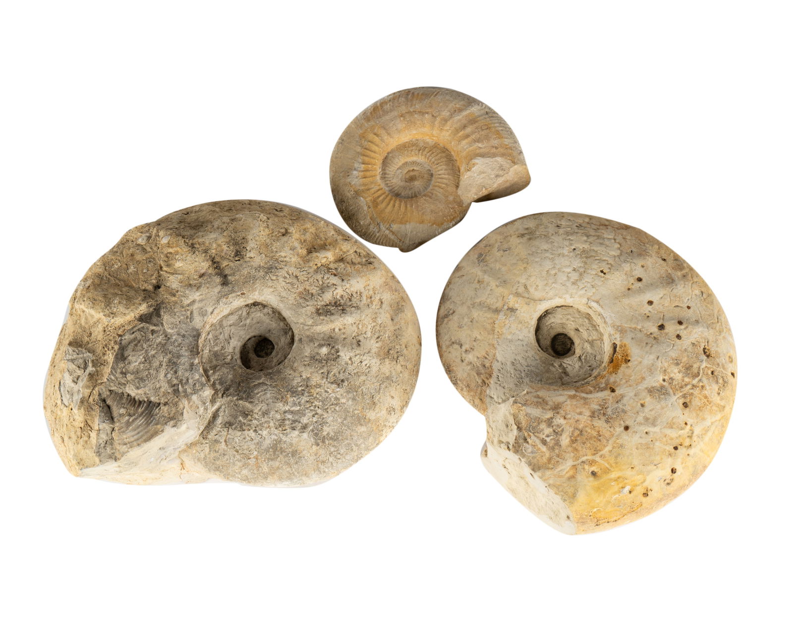 A Group of Three Fossils: ammonite specimens Smallest: 7 x 6 1/2 x 2 in. (17.8 x 16.5 x 5.1 cm.), Largest: 11 1/2 x 15 x 5 in. (29.2 x 38.1 x 12.7 cm.) Provenance: Property from a private California collection