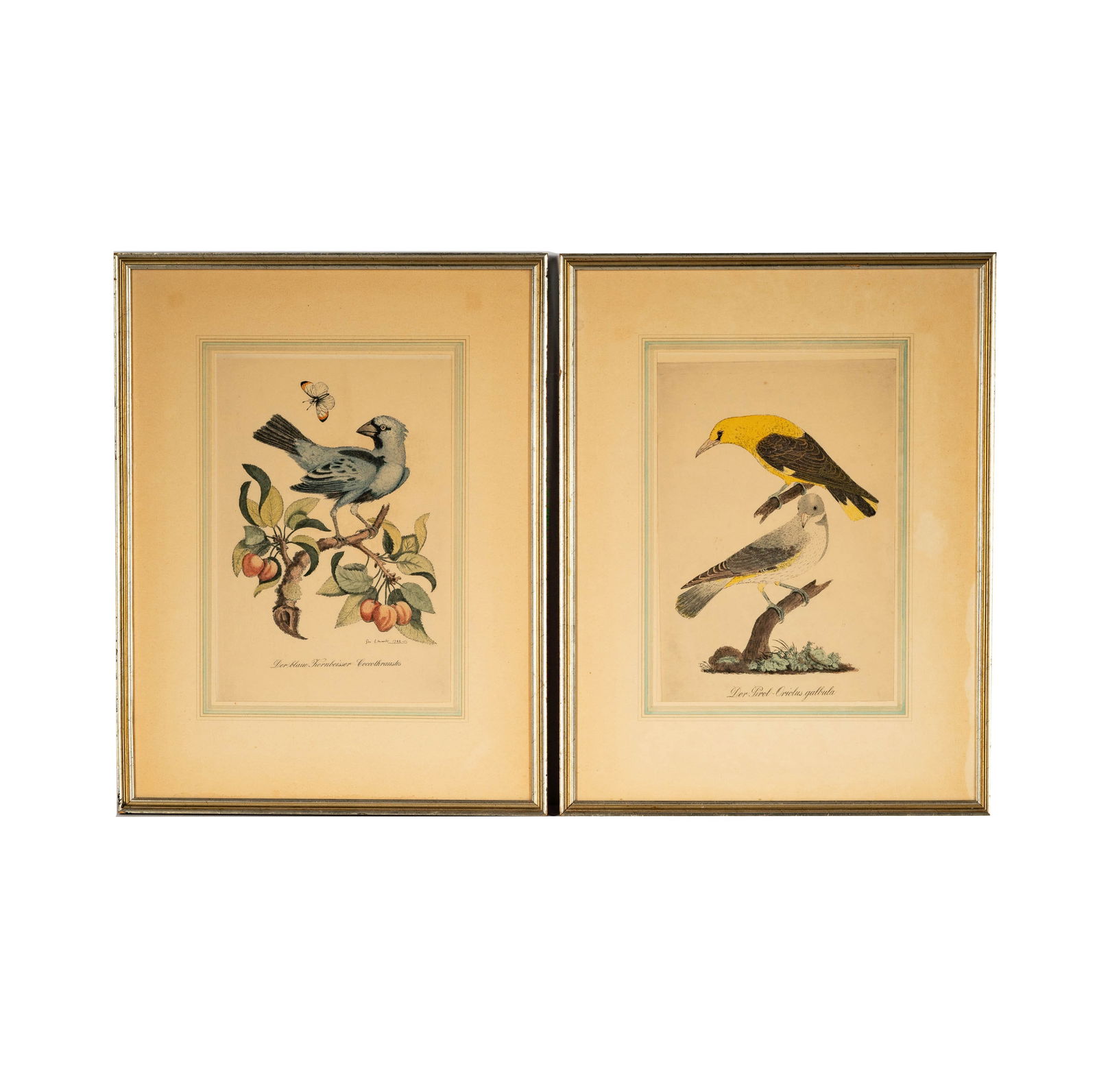 Two German Ornithology Hand-Colored Engravings (1 of 12)