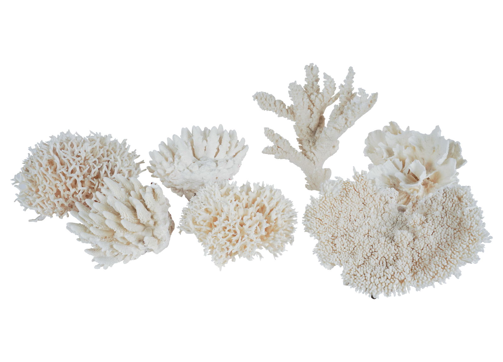 A Group of Coral Specimens (1 of 13)