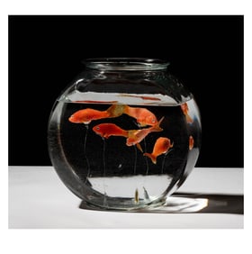 Helen Altman (B. 1958): Goldfish