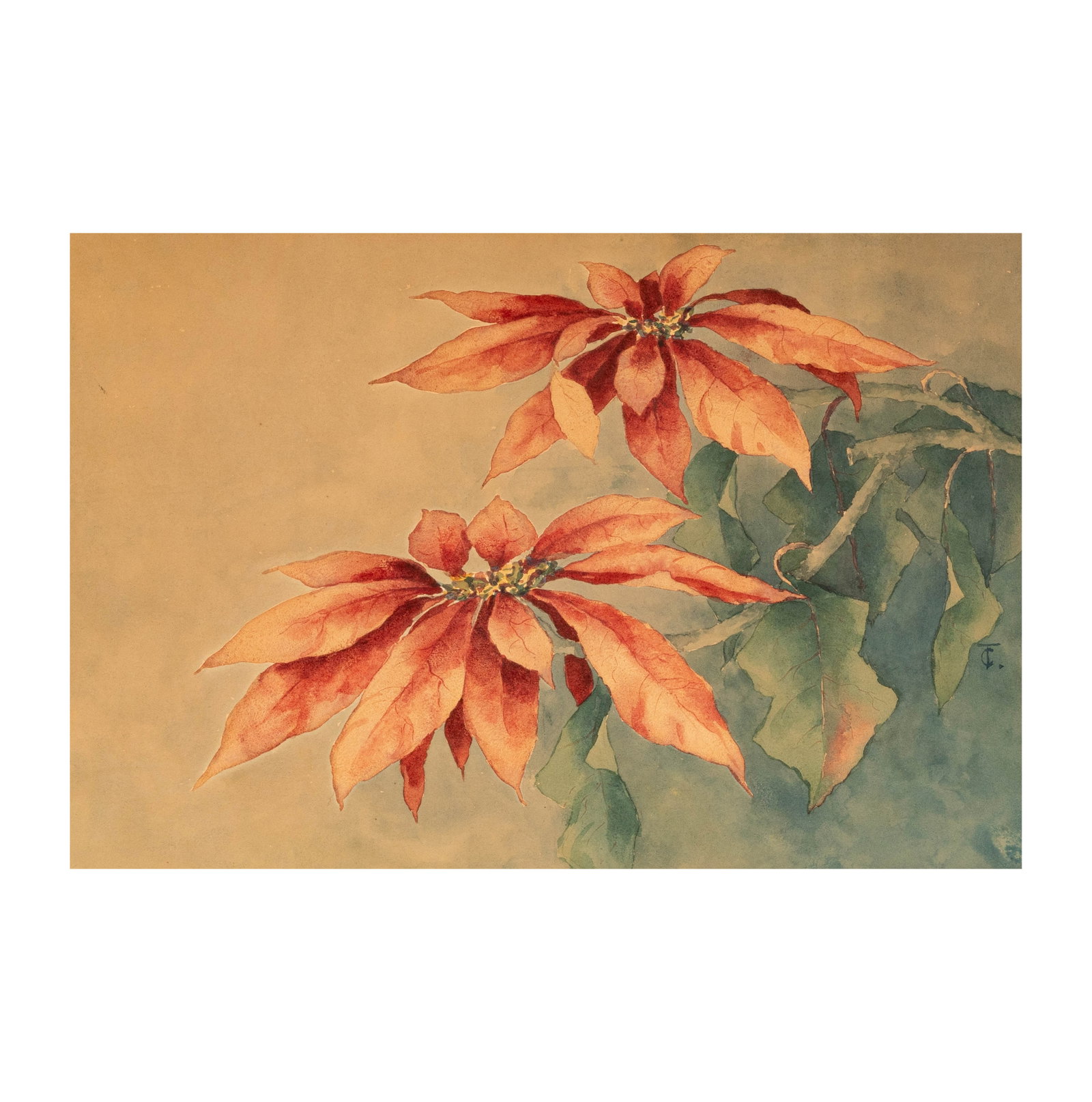 Frank Tolles Chamberlin (1873-1961): Poinsettias: Frank Tolles Chamberlin 1873-1961 Poinsettias watercolor on paper signed with initials center right Sight: 13 3/4 x 20 1/2 in. (34.9 x 52.1 cm.), Frame: 25 1/4 x 32 in. (64.1 x 81.3 cm.) Provenance: w