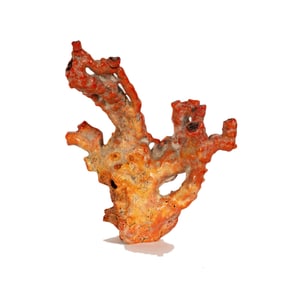 A Coral-Form Fragment