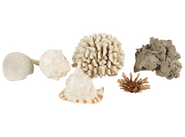A Group of Shells and Coral Fragments