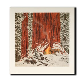 Janis Paige: Bev Doolittle, B.1947, Christmas Day, Give or Take a Week