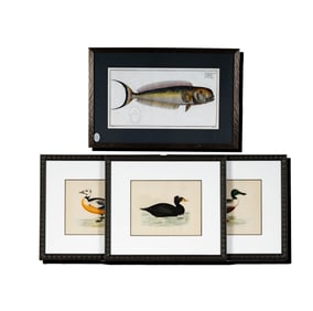 A Group of Hand-Colored Lithographs of Ducks and Fish