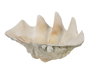 A Large Natural Clam Shell Tridacna Gigas Specimen 18 In.