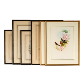 A Set of Four English Ornithology Prints