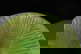 item-210497106=2