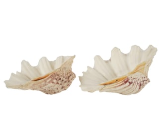 Two Shells