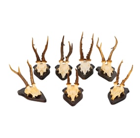 A Group of German Hunting Trophy Wall Mounts