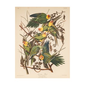After J.J. Audubon: Carolina Parrot