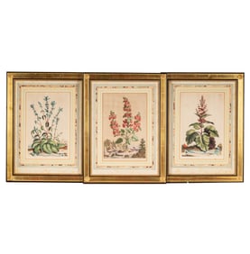 Abraham Munting, 1626-1683, Three Plates from Phytographia Curiosa