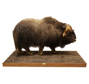 Musk Ox Full Body Taxidermy