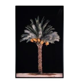 Tal Shochat, B. 1974, Tamar No. 3 (Date Palm)