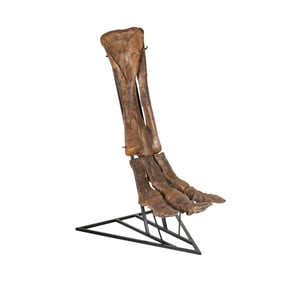 A Dinosaur Foot