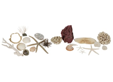 A Group of Decorative Shells and Coral Fragments