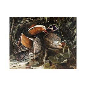 Ken Turner, B. 1926, Carolina Duck