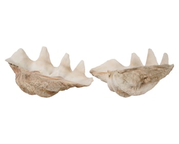 Two Large Clam Shells