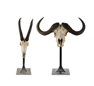 Two Animal Skulls