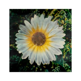 Andy Warhol, 1928-1987, Daisy Waterfall (from Rain Machine)