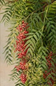 Ellen Frances Burpee Farr, 1840-1907, Pepper Tree