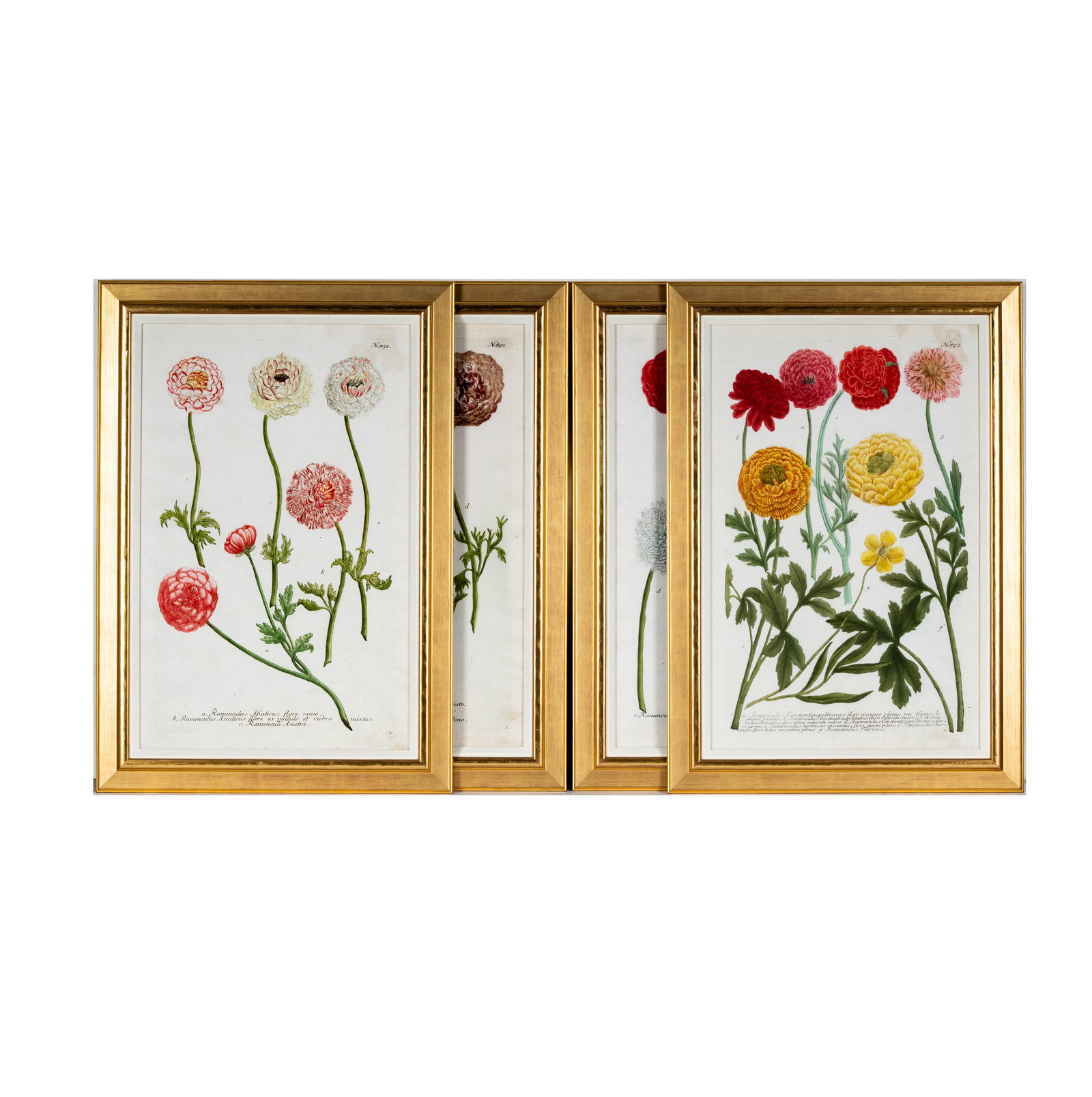 A Set of Four Botanical Prints after Johann Weinmann, 1683-1741 (1 of 15)