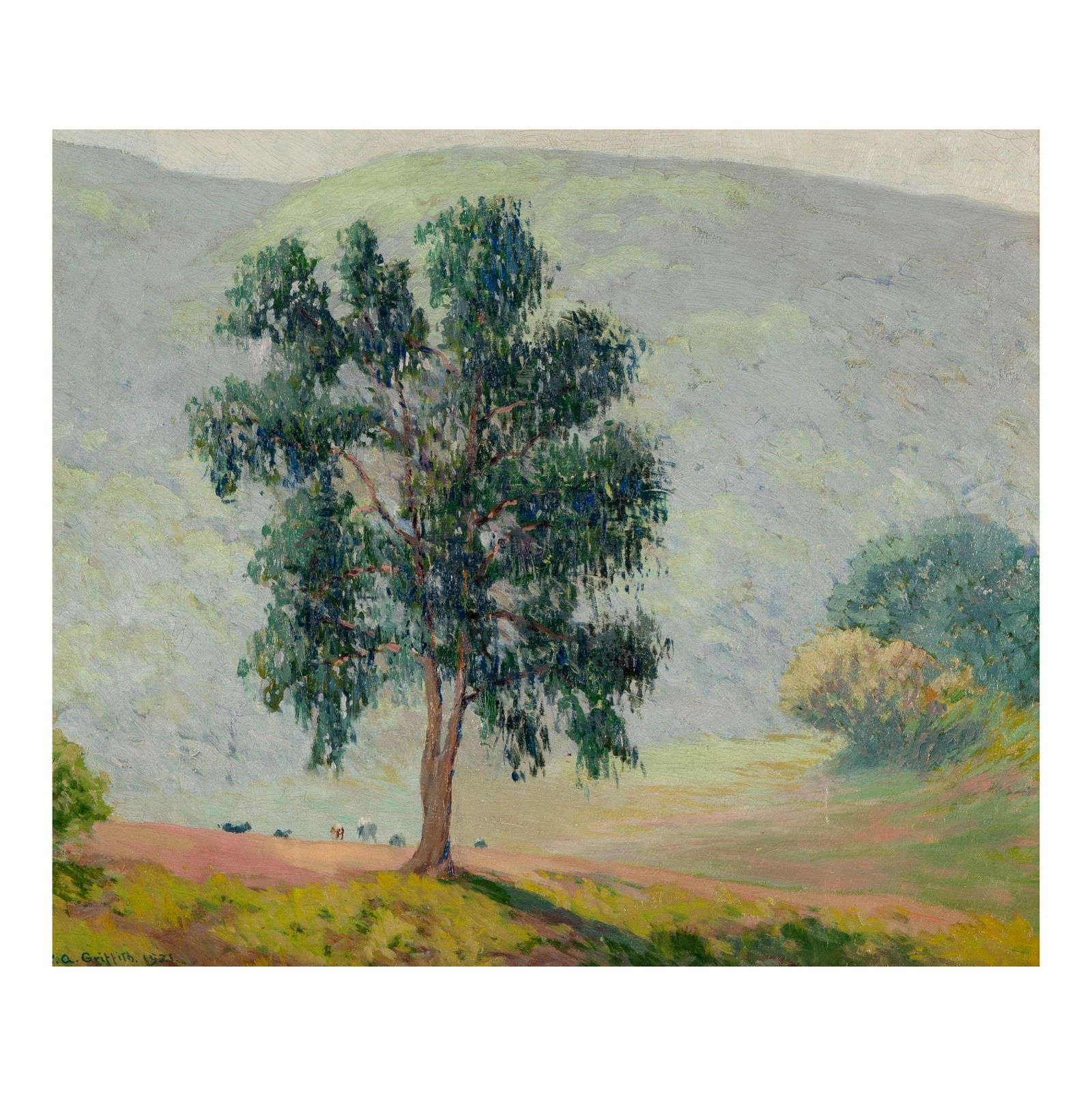 William Alexander Griffith (1866-1940): Eucalyptus (1 of 10)