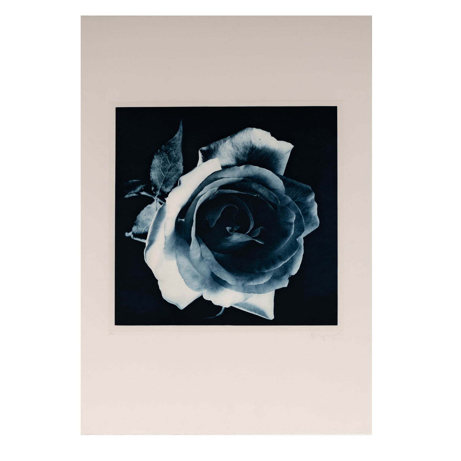 Robert Mapplethorpe (1946 - 1989): Blue Rose: toned gravure on Arches, 1987, printed in 1988, ed. ap 2/5, signed, dated, and numbered in pencil to lower edge, image: 19 3/4 x 19 3/4 in., sheet: 35 1/2 x 24 3/4 in., frame: 46 1/2 x 36 1/2 in. Prov