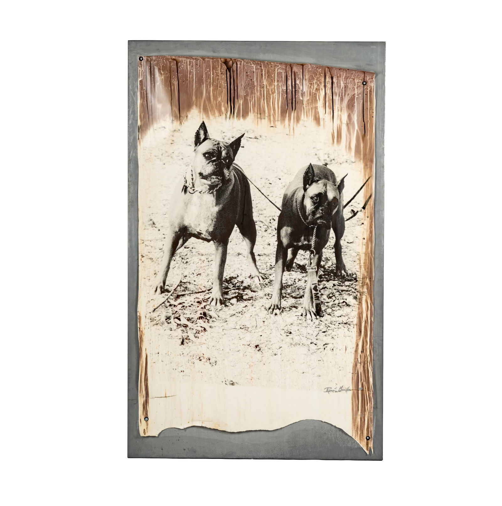 Rene Miville (B. 1954): Two Dogs: ReneMivilleAmericanB. 1954Two Dogsenhanced silver gelatin affixed to metal panel with metal screws1990; signed and dated lower rightSheet: 65 1/2 x 40 1/2 in. (166.4 x 102.9 cm.), Overall: 72 x 44 in.